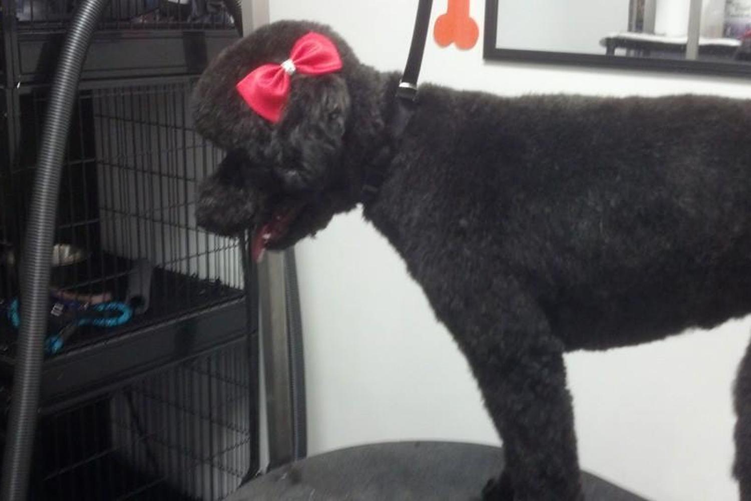 Doggie Washerette 2