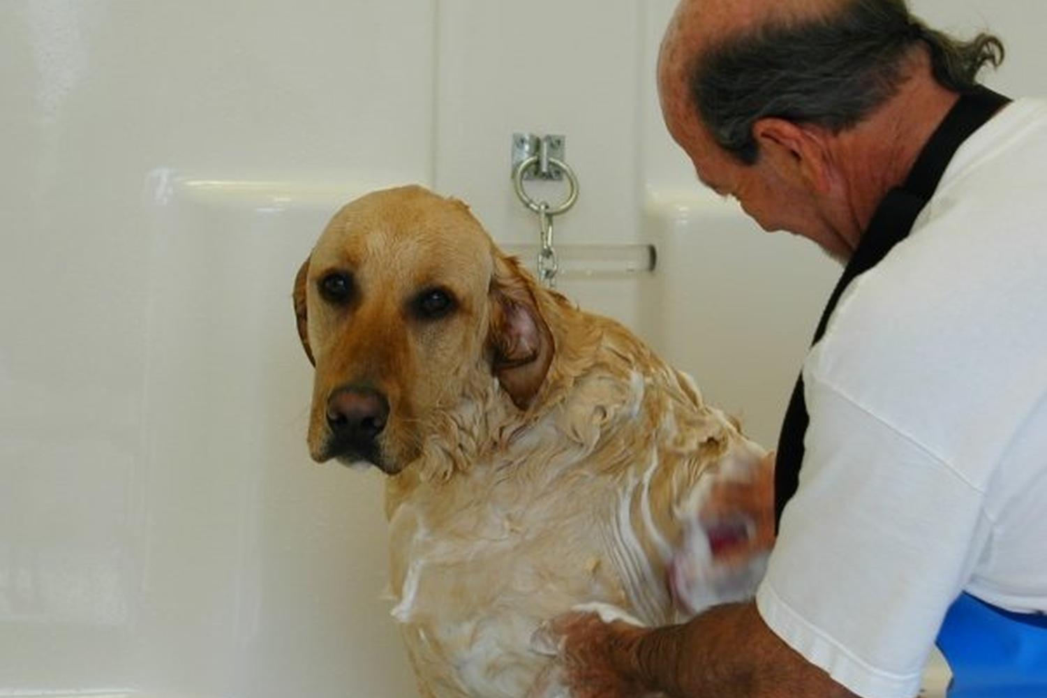 The Doggie Spa 3