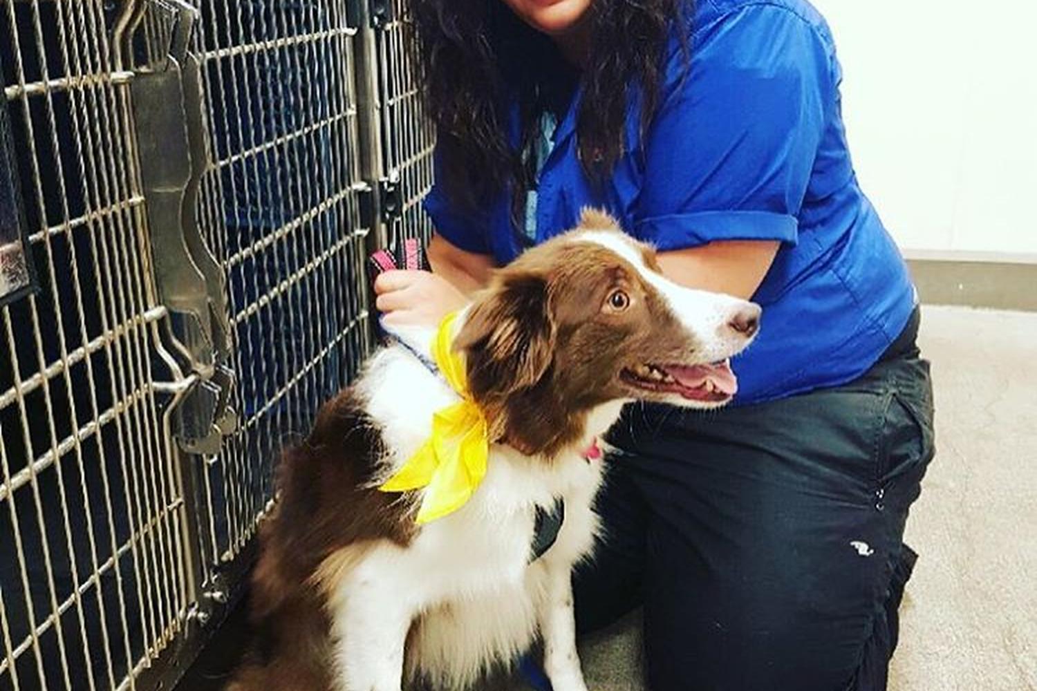 PetSmart Grooming 5