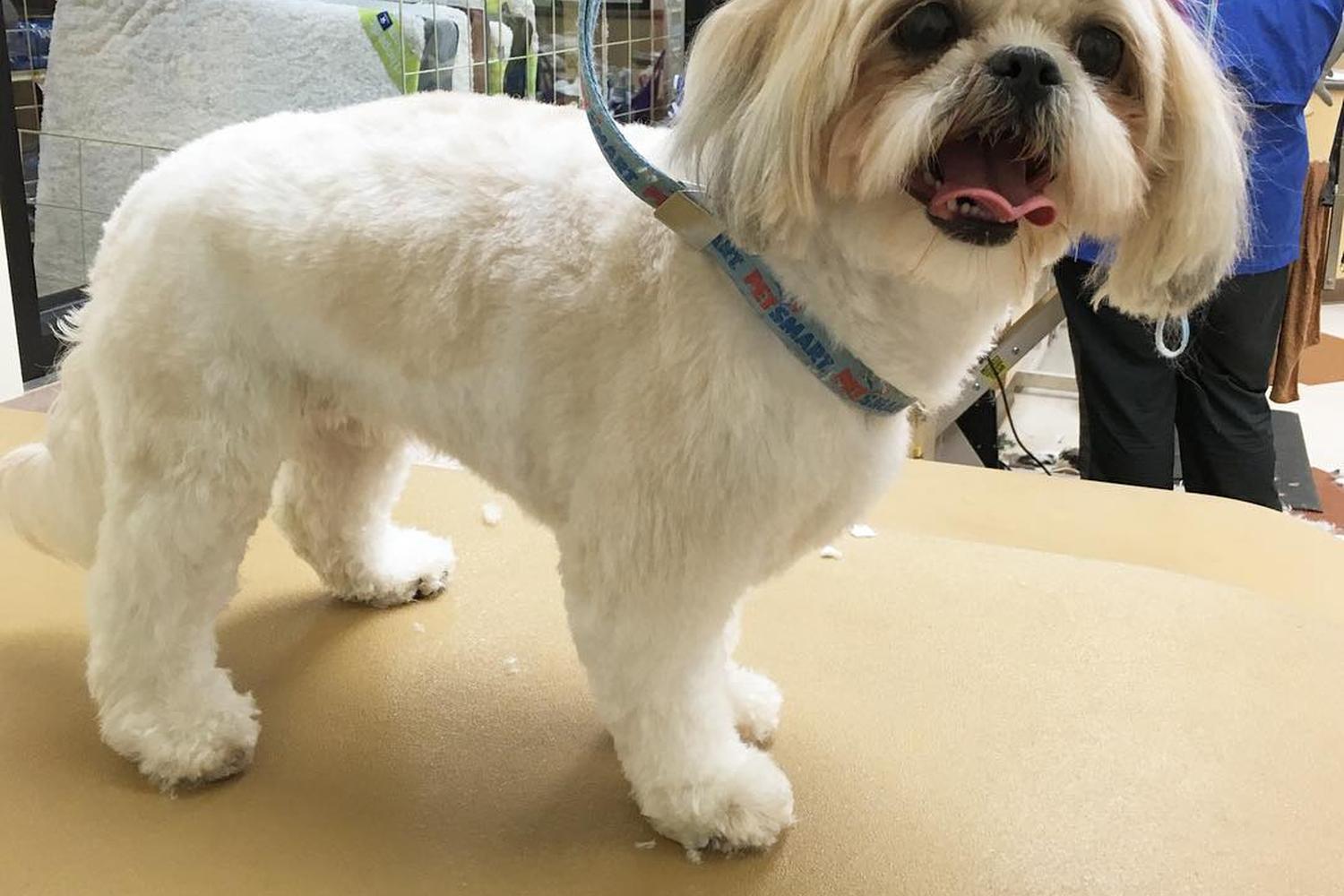 PetSmart Grooming 6