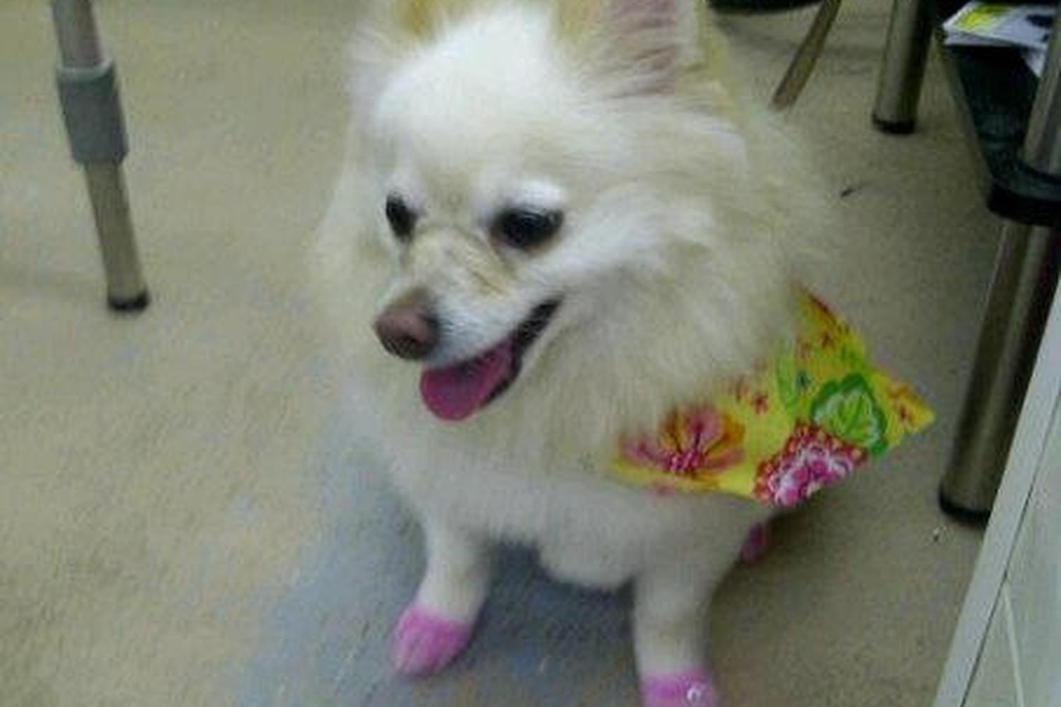 Rub-A-Dub Dog Wash 5