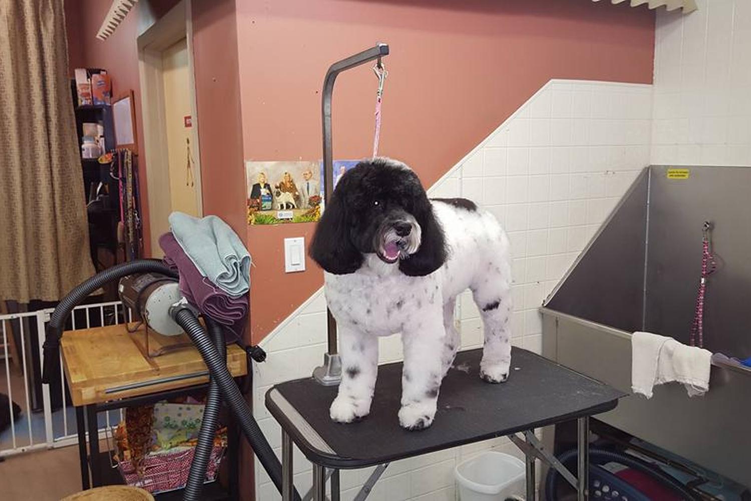 Rub-A-Dub Dog Wash 3