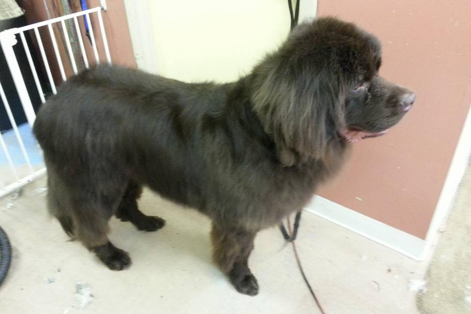 Rub-A-Dub Dog Wash 4