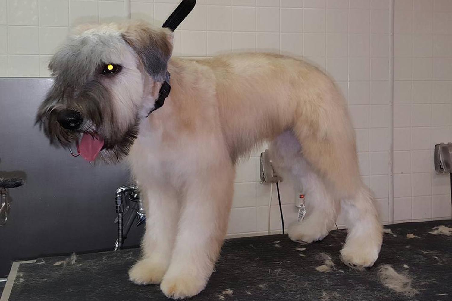 Rub-A-Dub Dog Wash 2