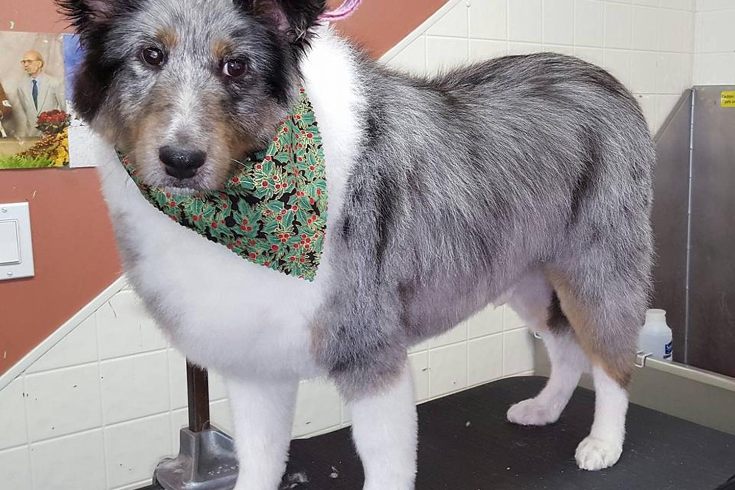 Rub-A-Dub Dog Wash 1