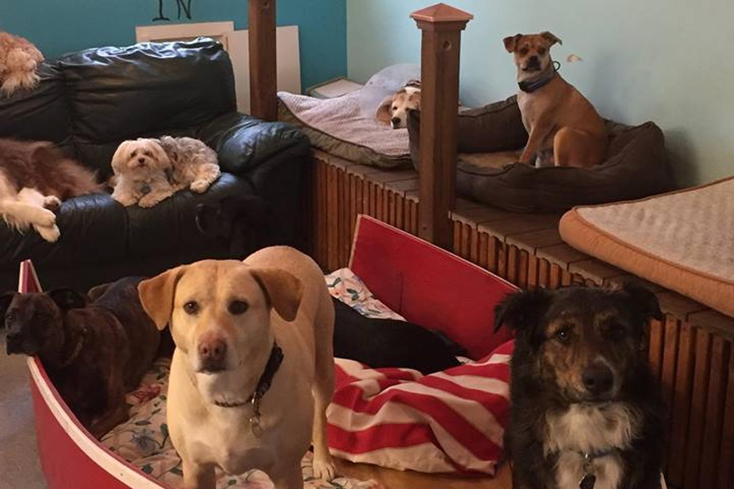 Sunshine Pet Parlor 7