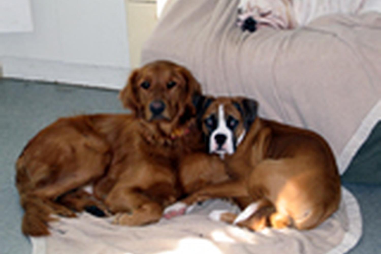 Sunshine Pet Parlor 2