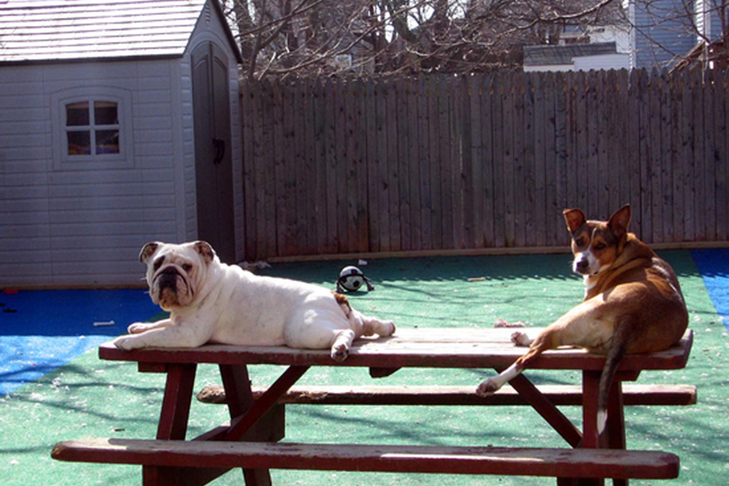 Sunshine Pet Parlor 1