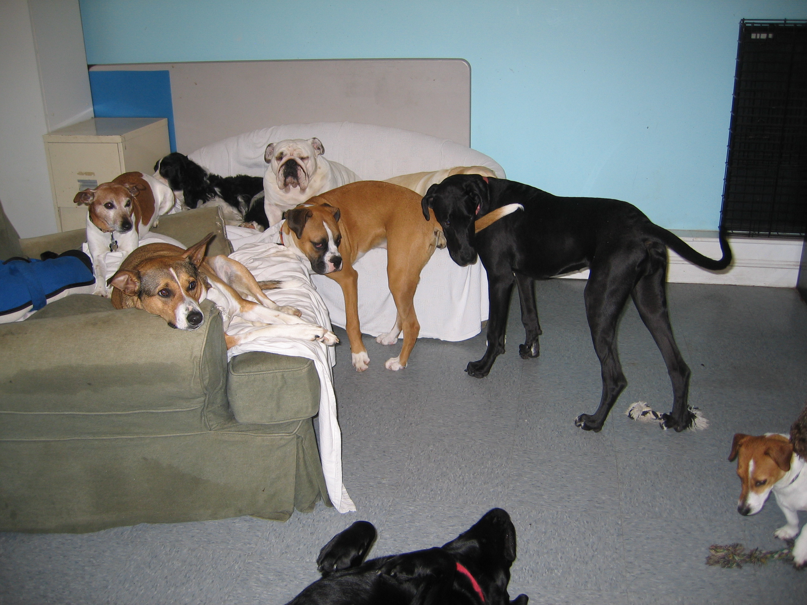Sunshine Pet Parlor 0