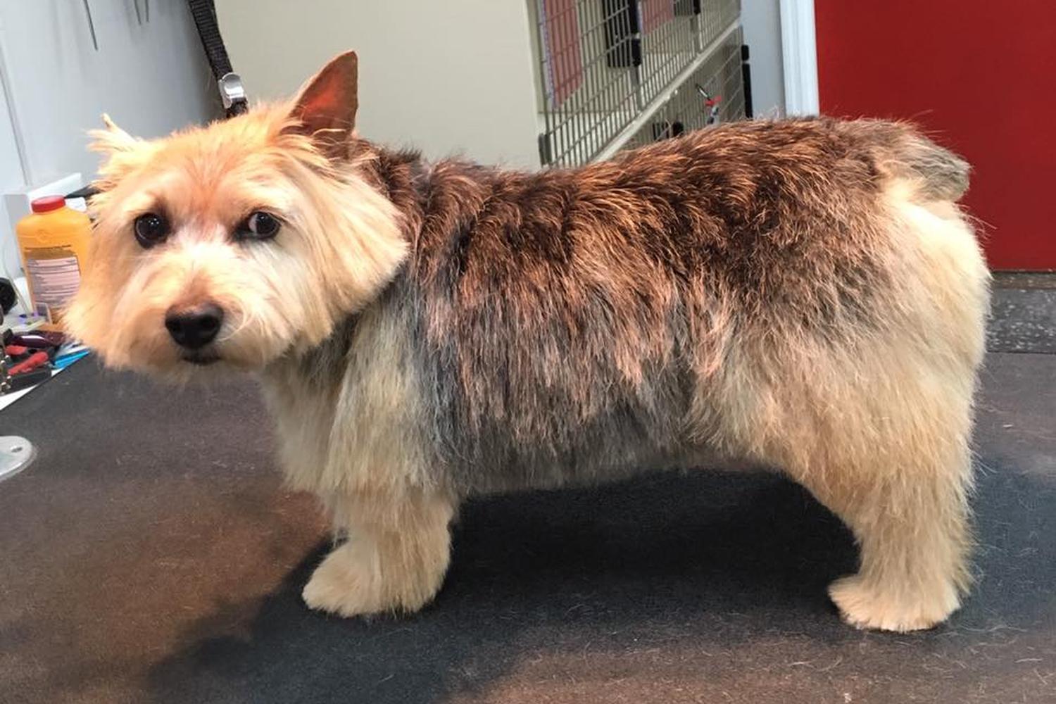 Coiffed & Collared Hair and Fur Studio 1