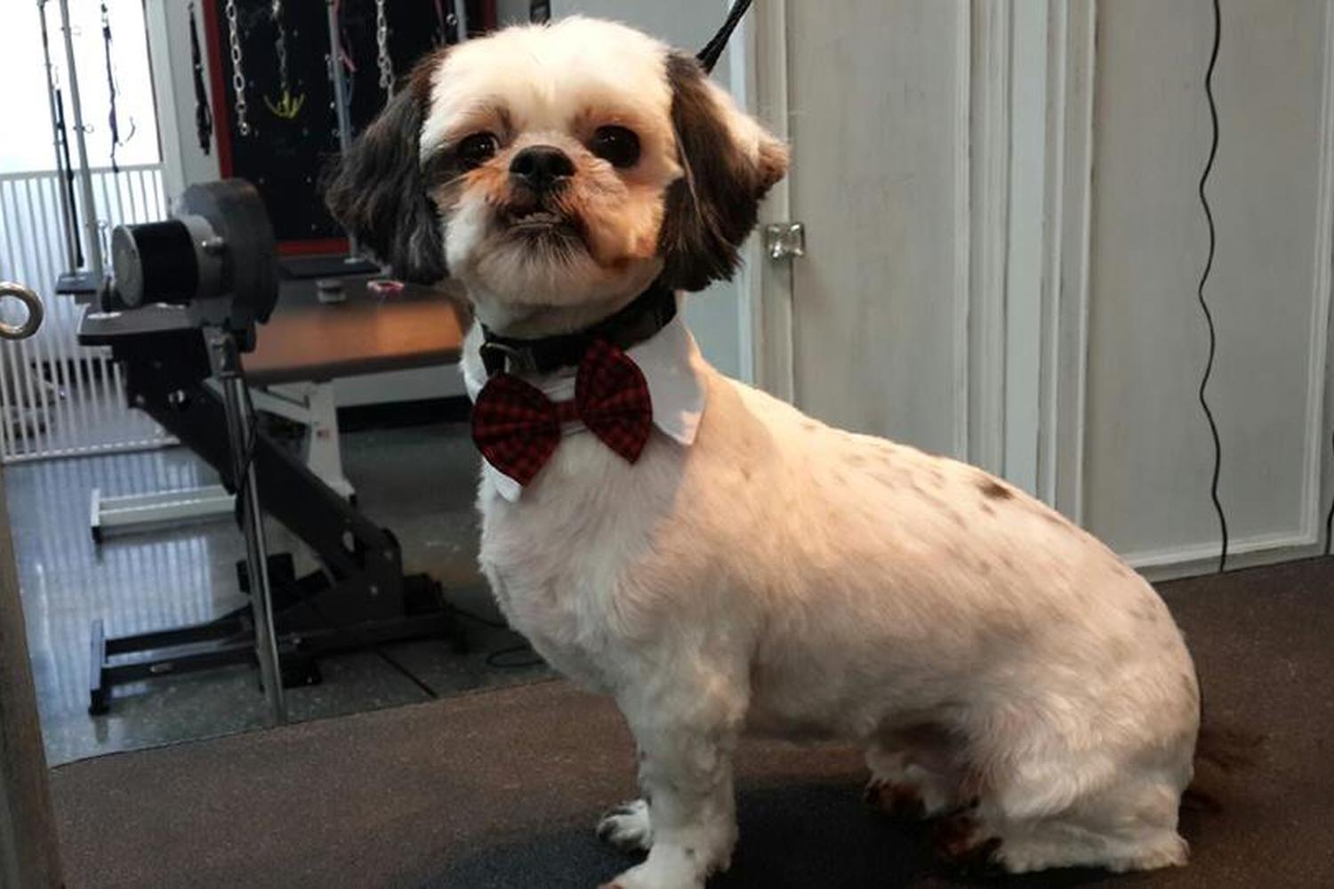 Coiffed & Collared Hair and Fur Studio 3