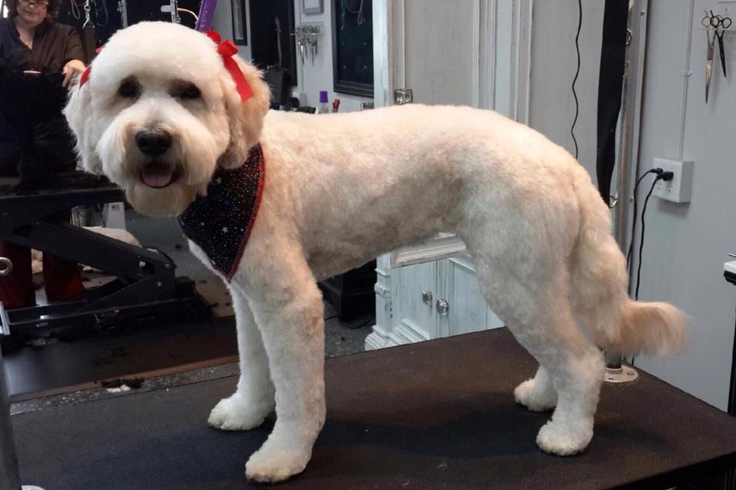 Coiffed & Collared Hair and Fur Studio 5