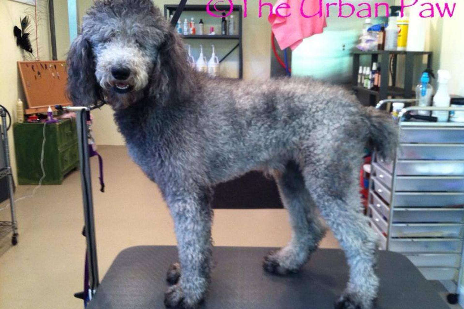 The Urban Paw 0