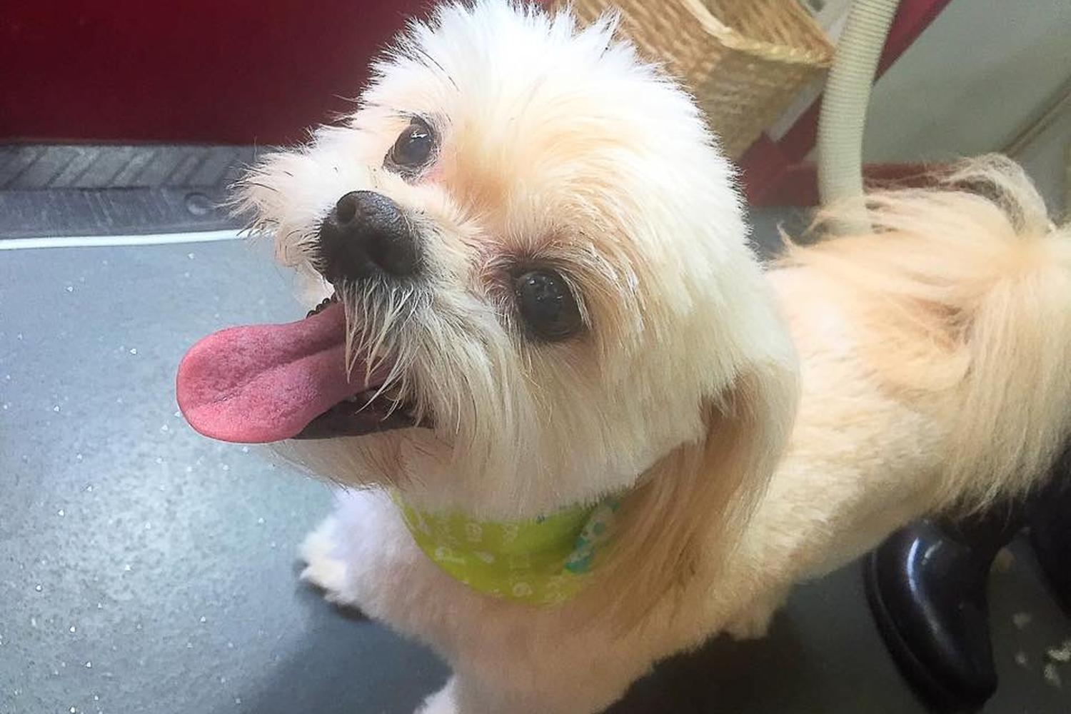 Coco's Mobile Grooming 1
