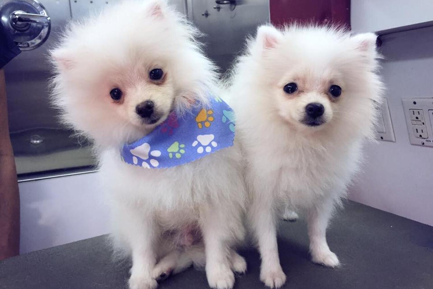 Coco's Mobile Grooming 2