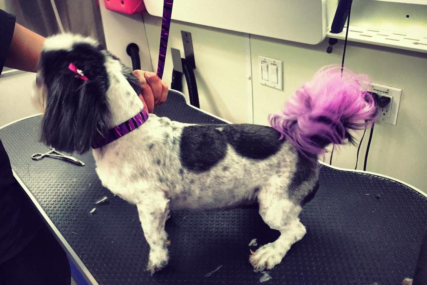 Coco's Mobile Grooming 3