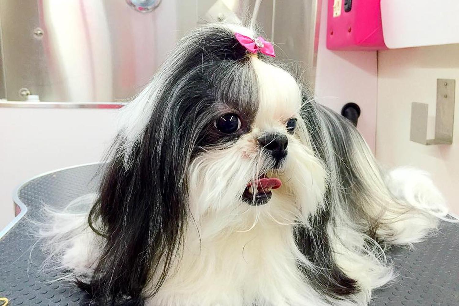 Coco's Mobile Grooming 4