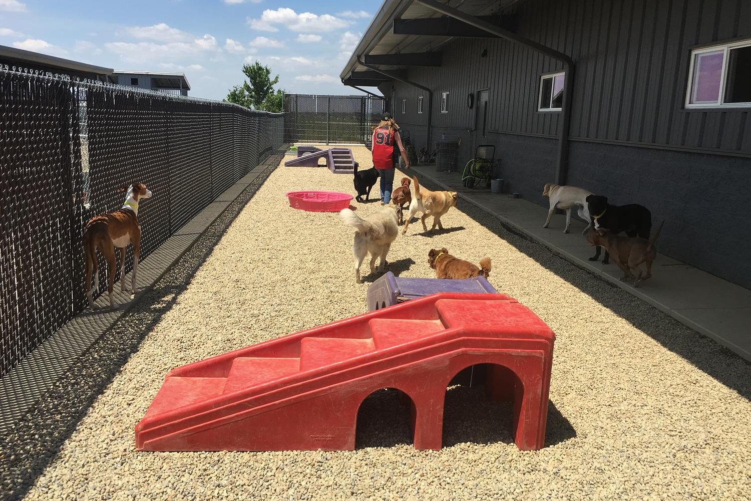 Paradise Pet Hotel & Day Spa 1