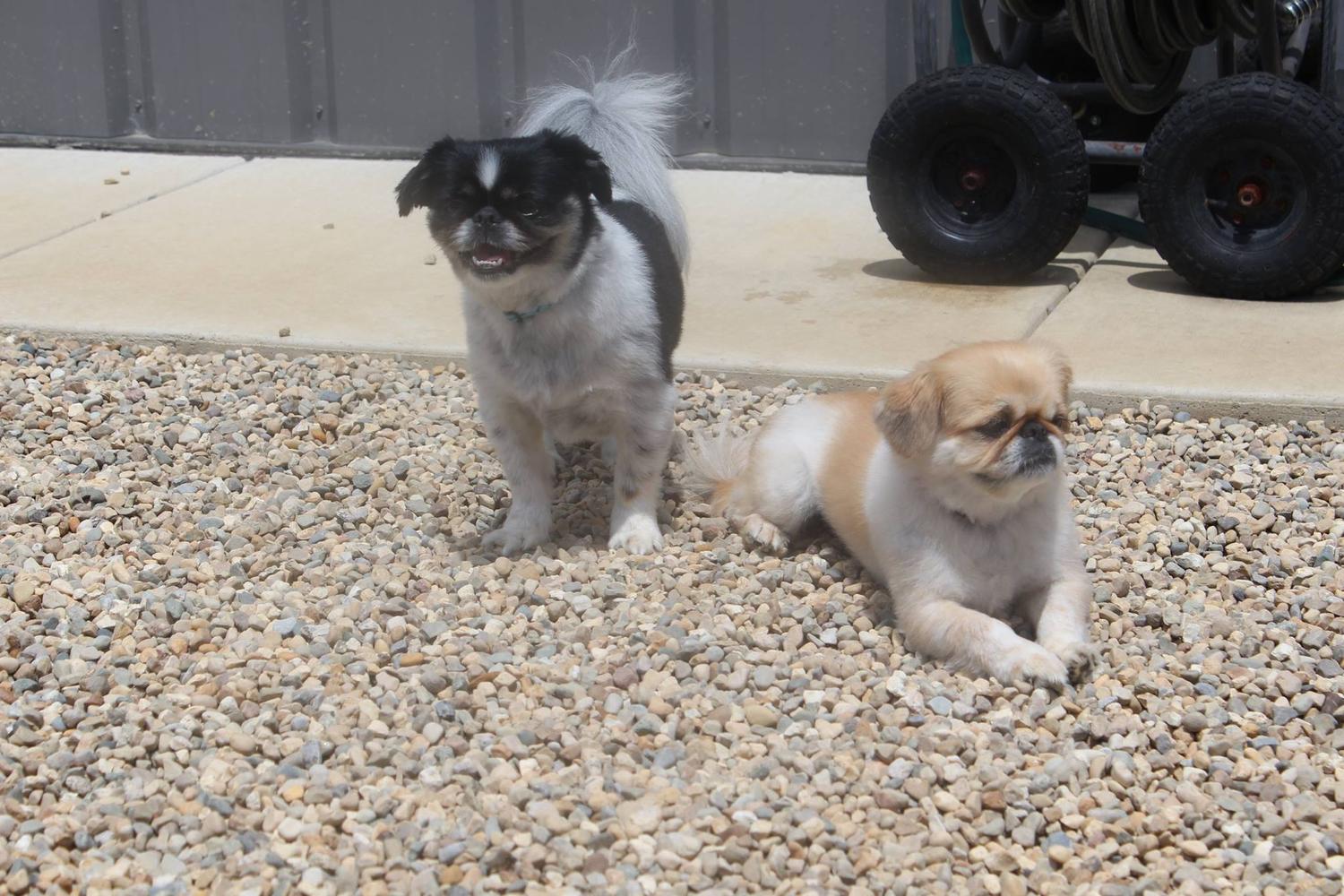 Paradise Pet Hotel & Day Spa 0