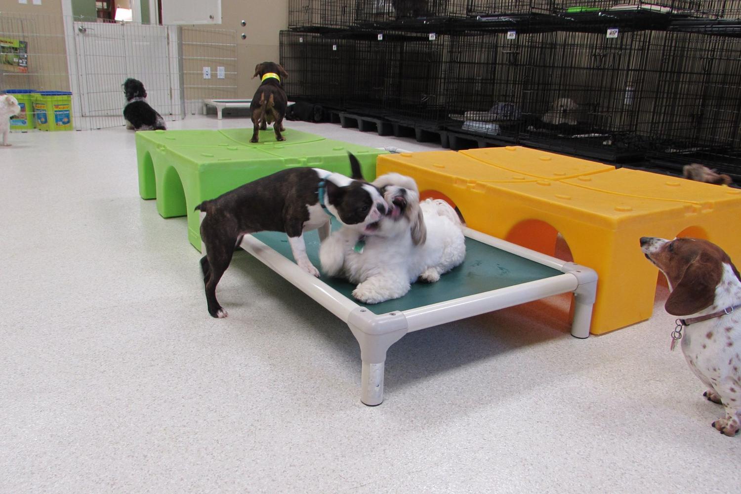 Paradise Pet Hotel & Day Spa 2