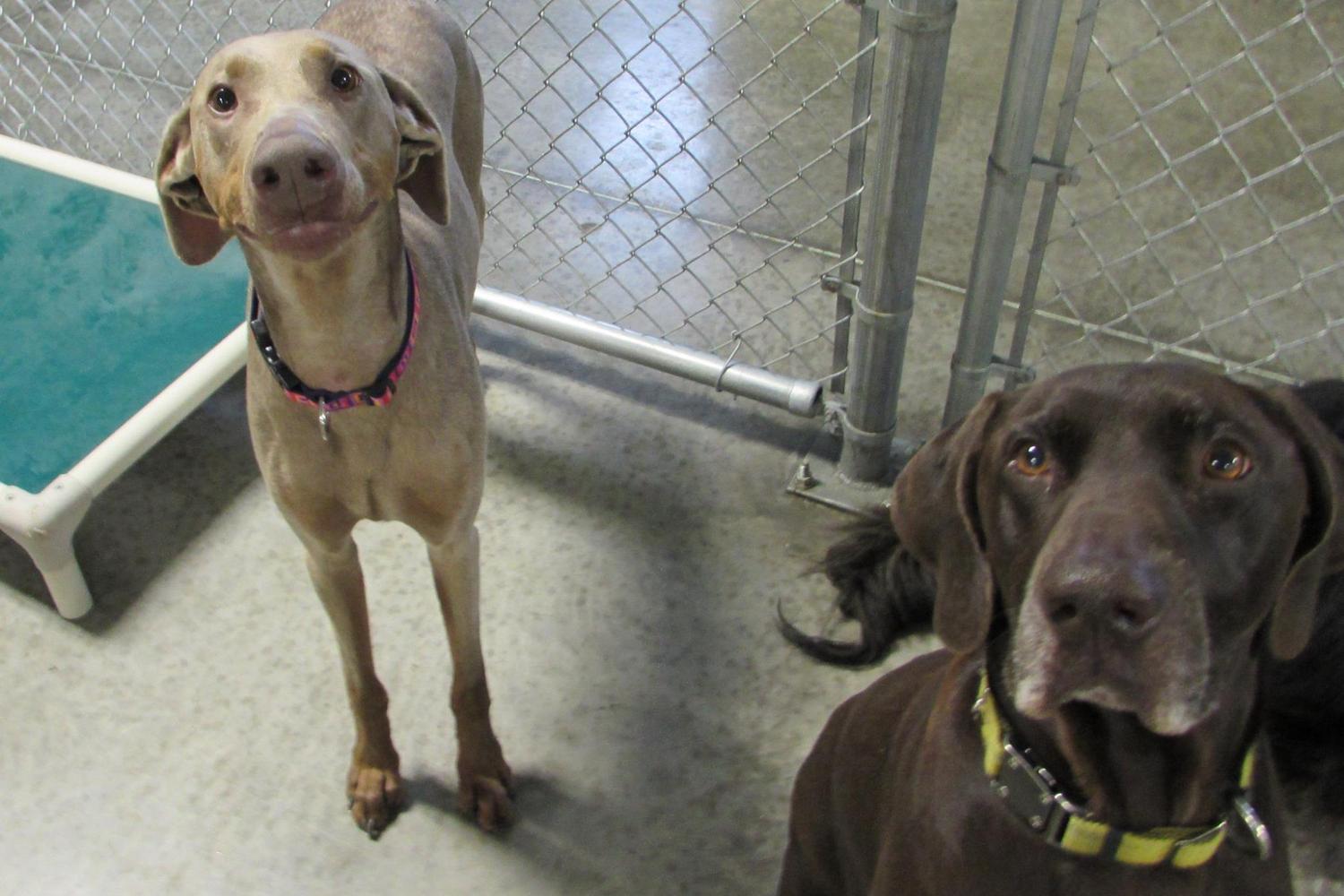 Paradise Pet Hotel & Day Spa 4