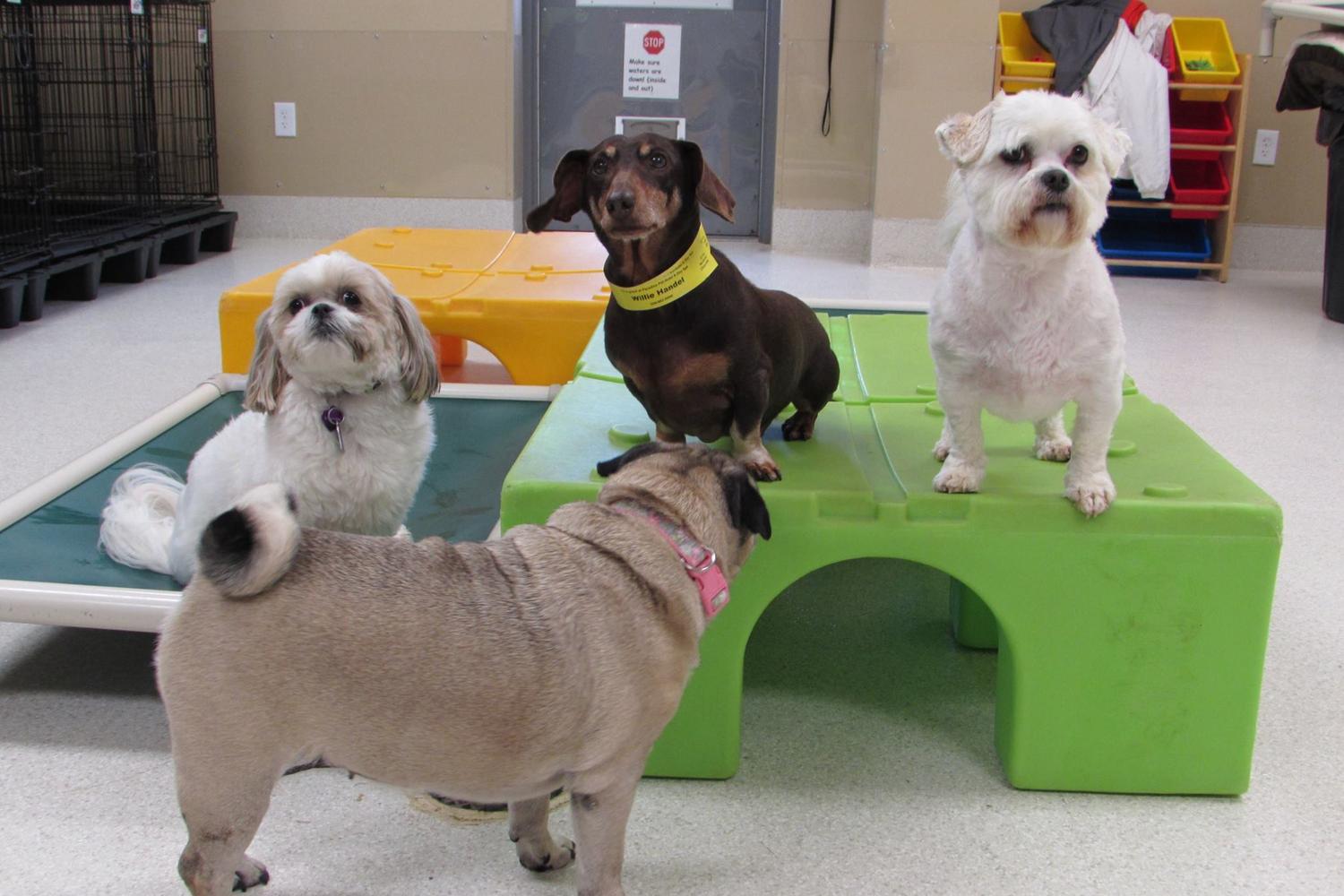 Paradise Pet Hotel & Day Spa 3