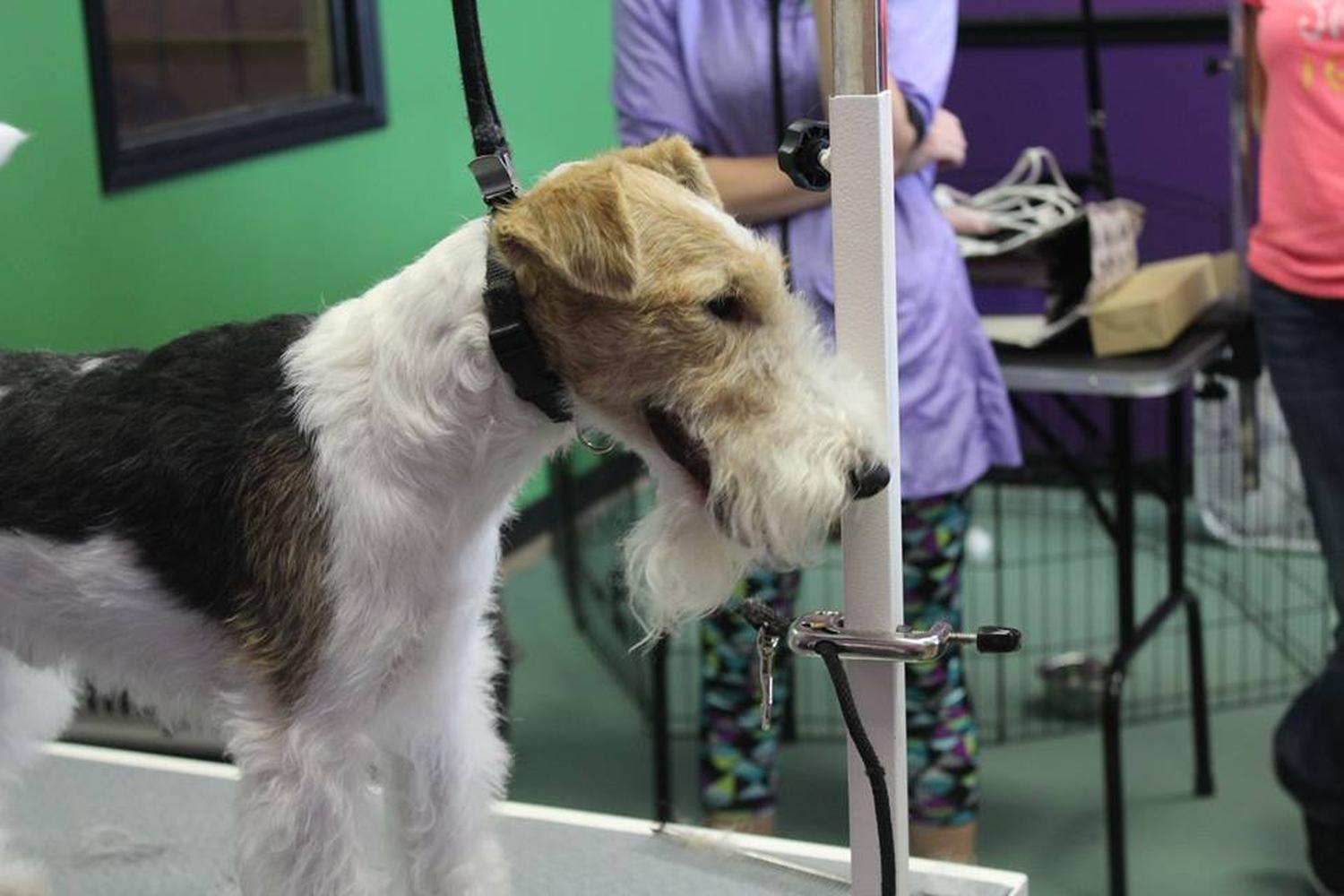 Trini's Pet Grooming and More 0