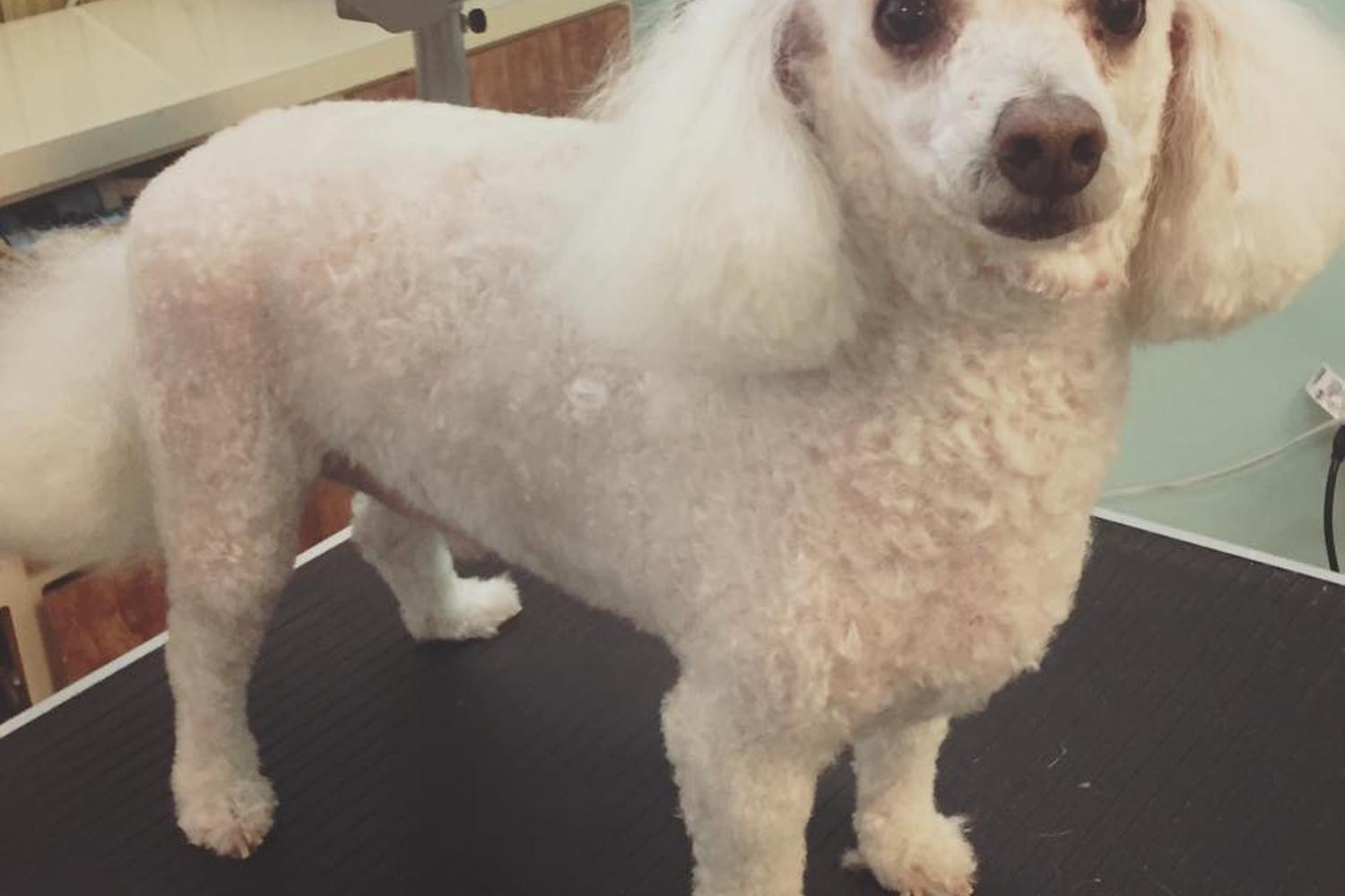 Trini's Pet Grooming and More 1