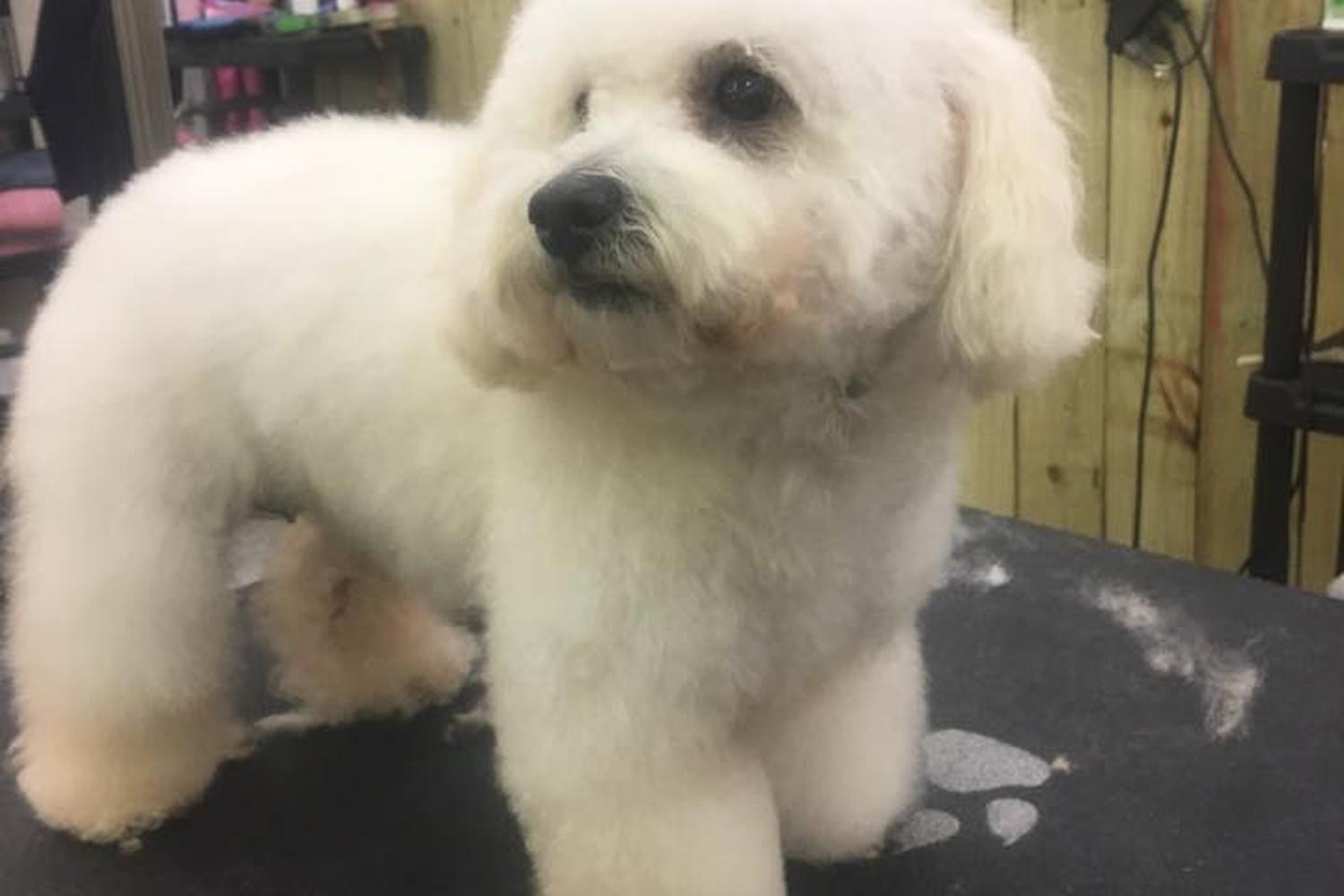 Trini's Pet Grooming and More 7