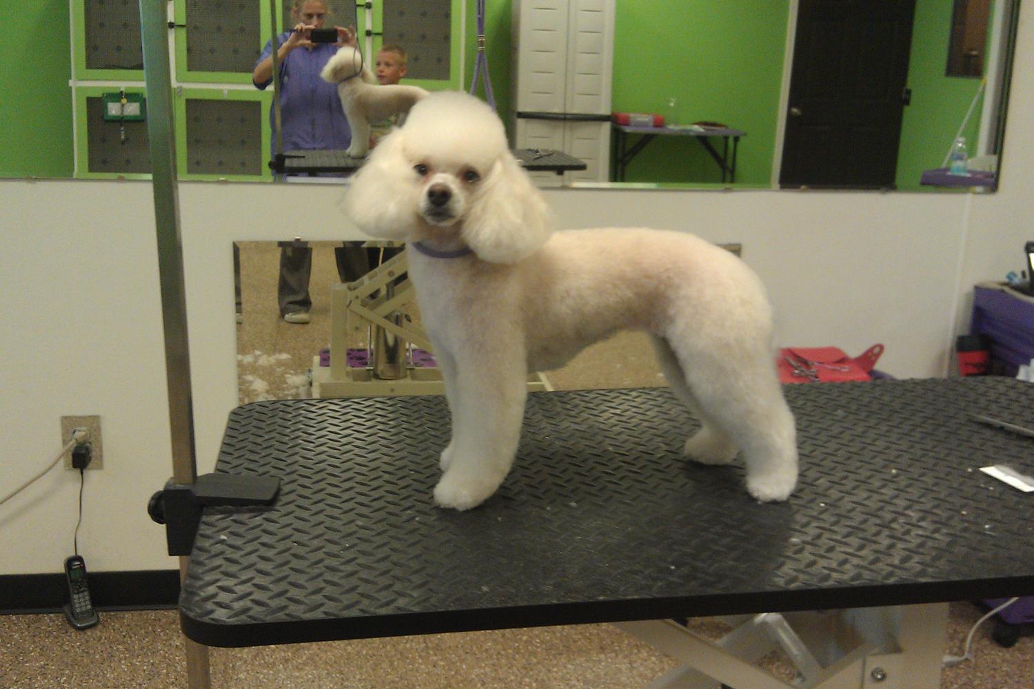 A Loving Touch Puppy Parlor 2