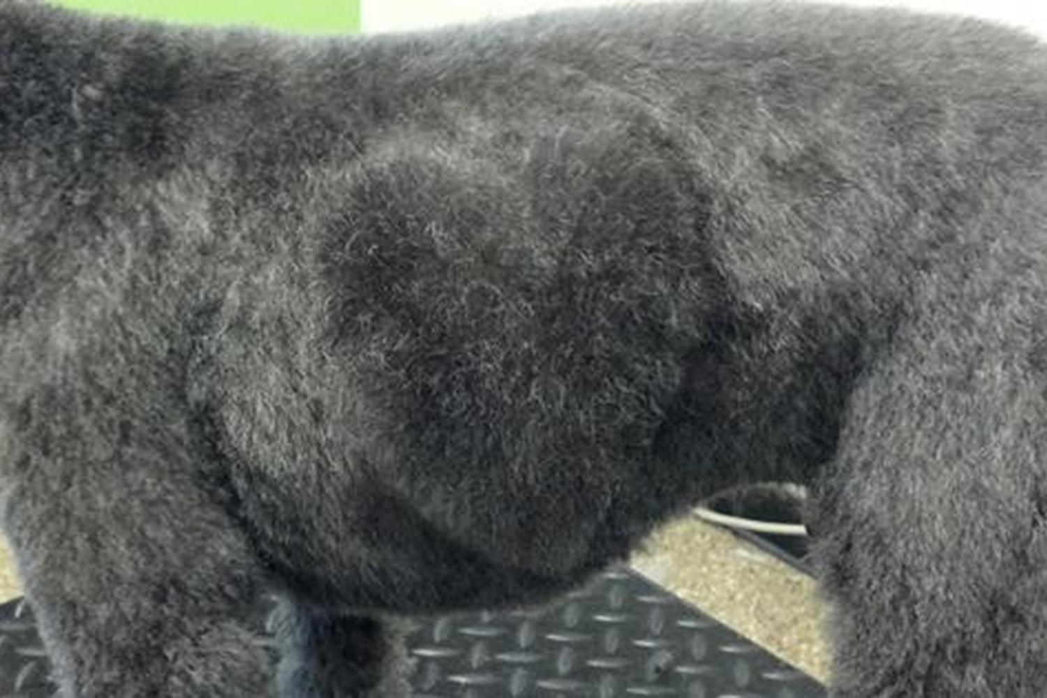 A Loving Touch Puppy Parlor 3