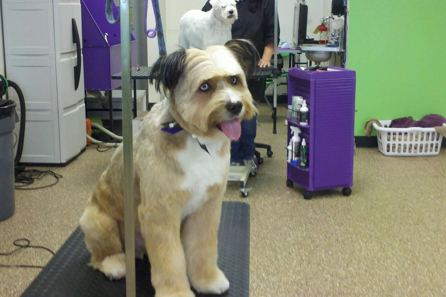 A Loving Touch Puppy Parlor 4