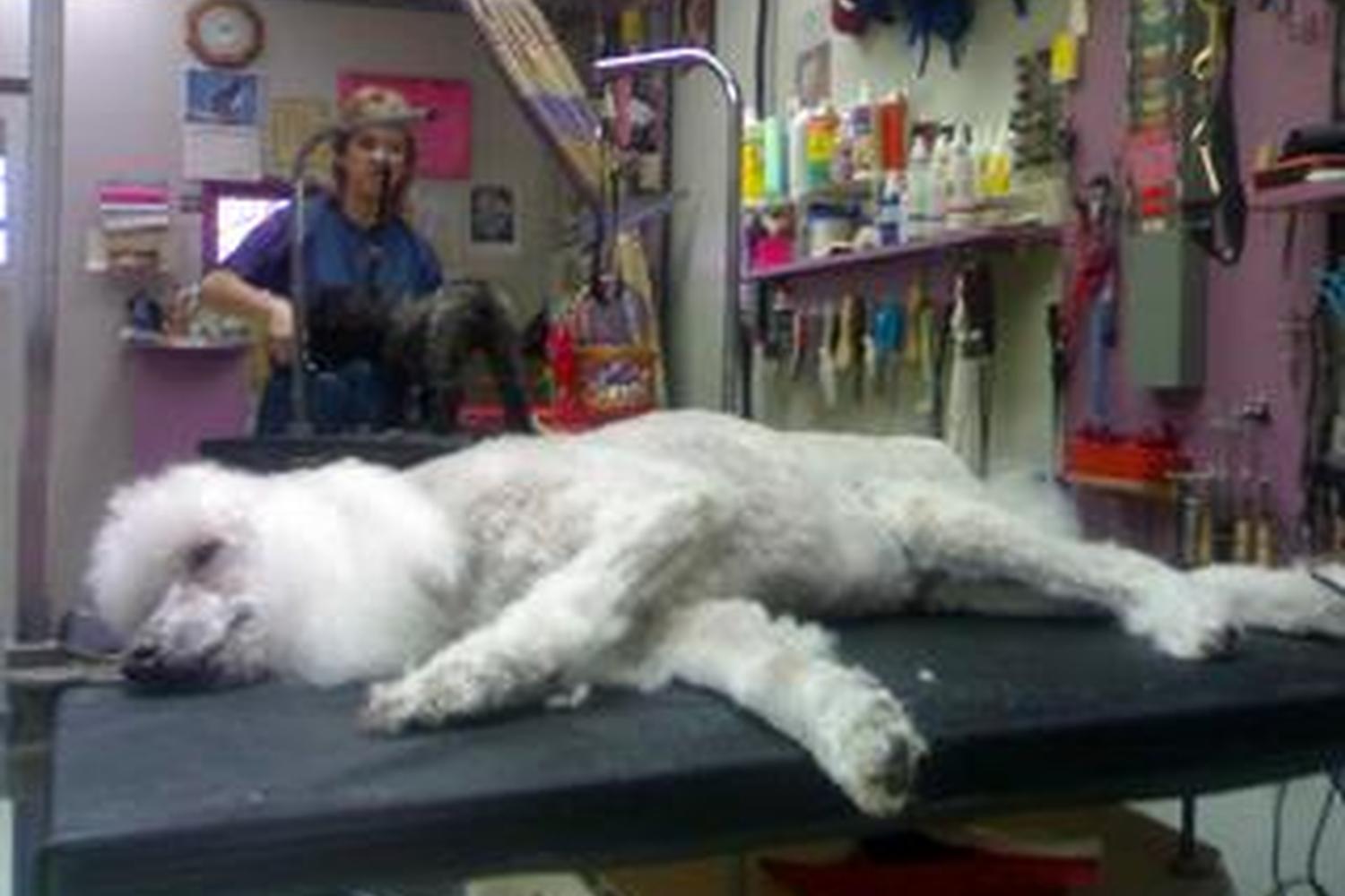 Trudy's Pooch Parlor 5