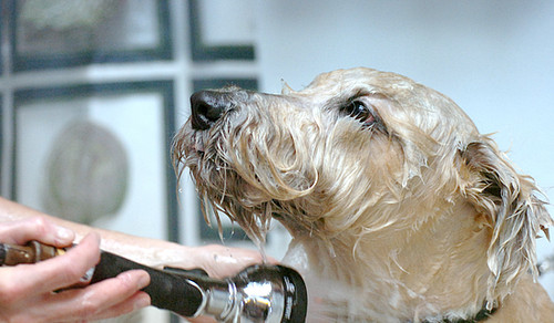 Trudy's Pooch Parlor 1