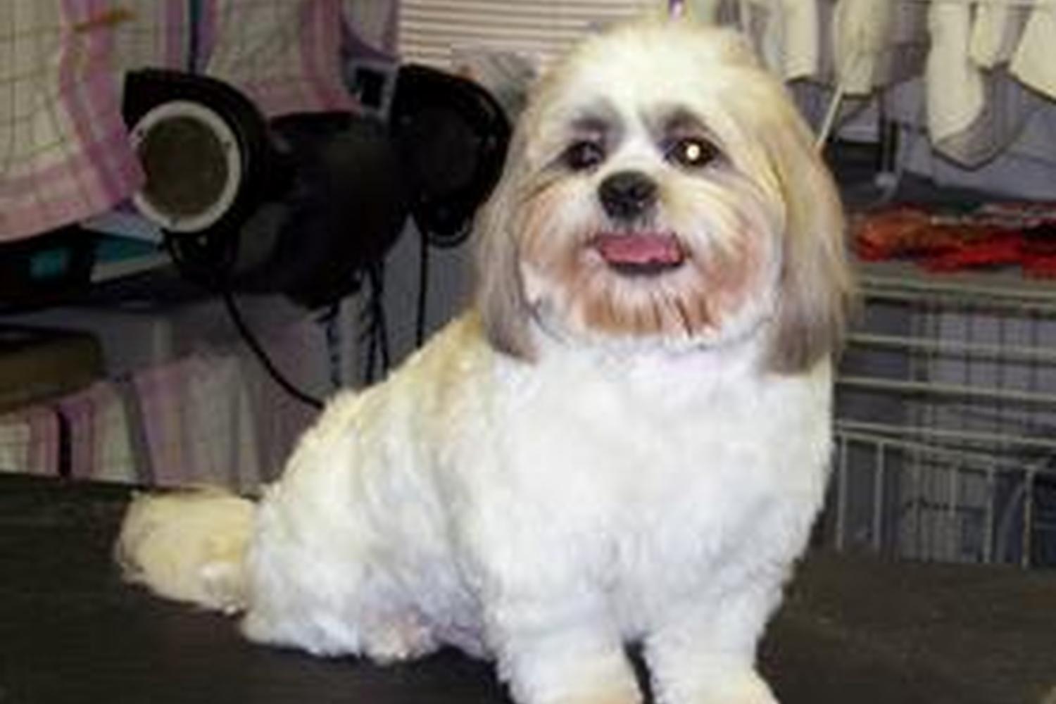 Trudy's Pooch Parlor 4