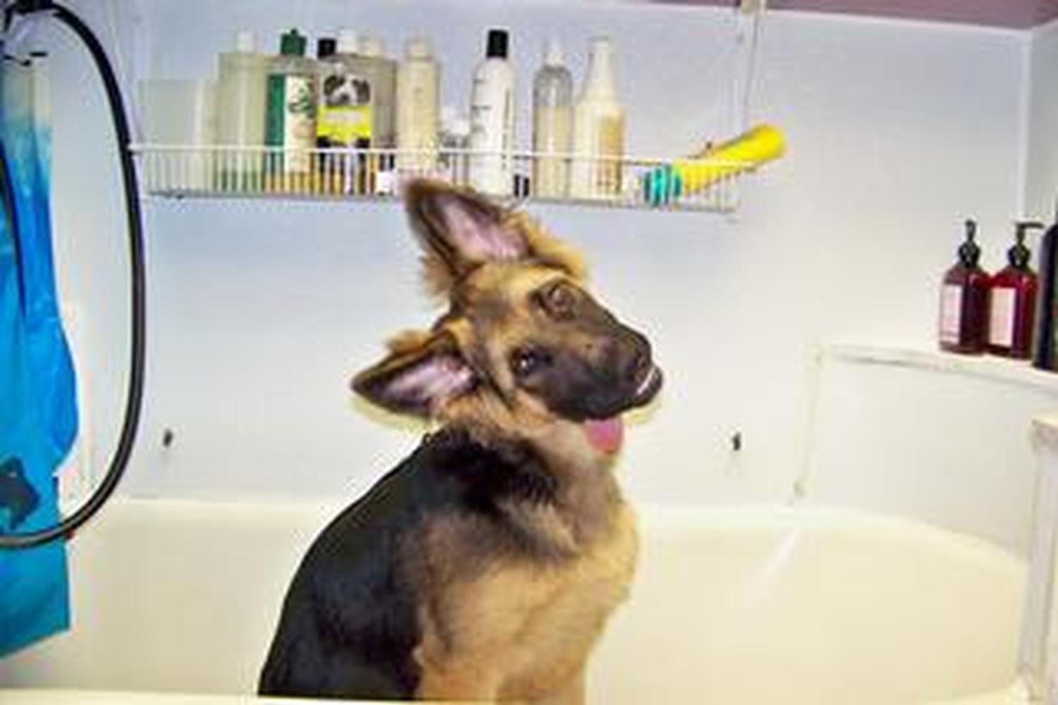 Trudy's Pooch Parlor 2