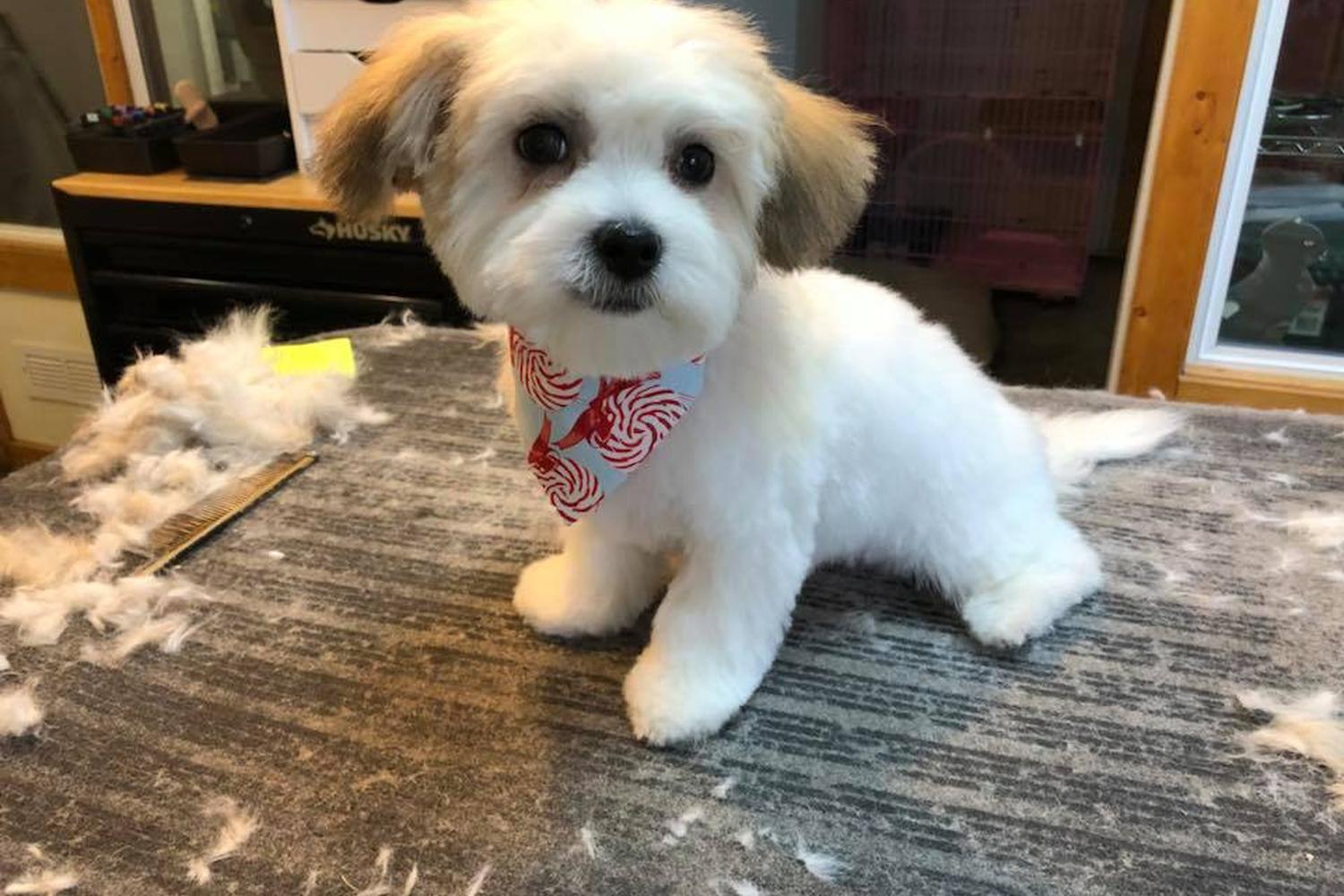 Appletree Kennels, LLC 1