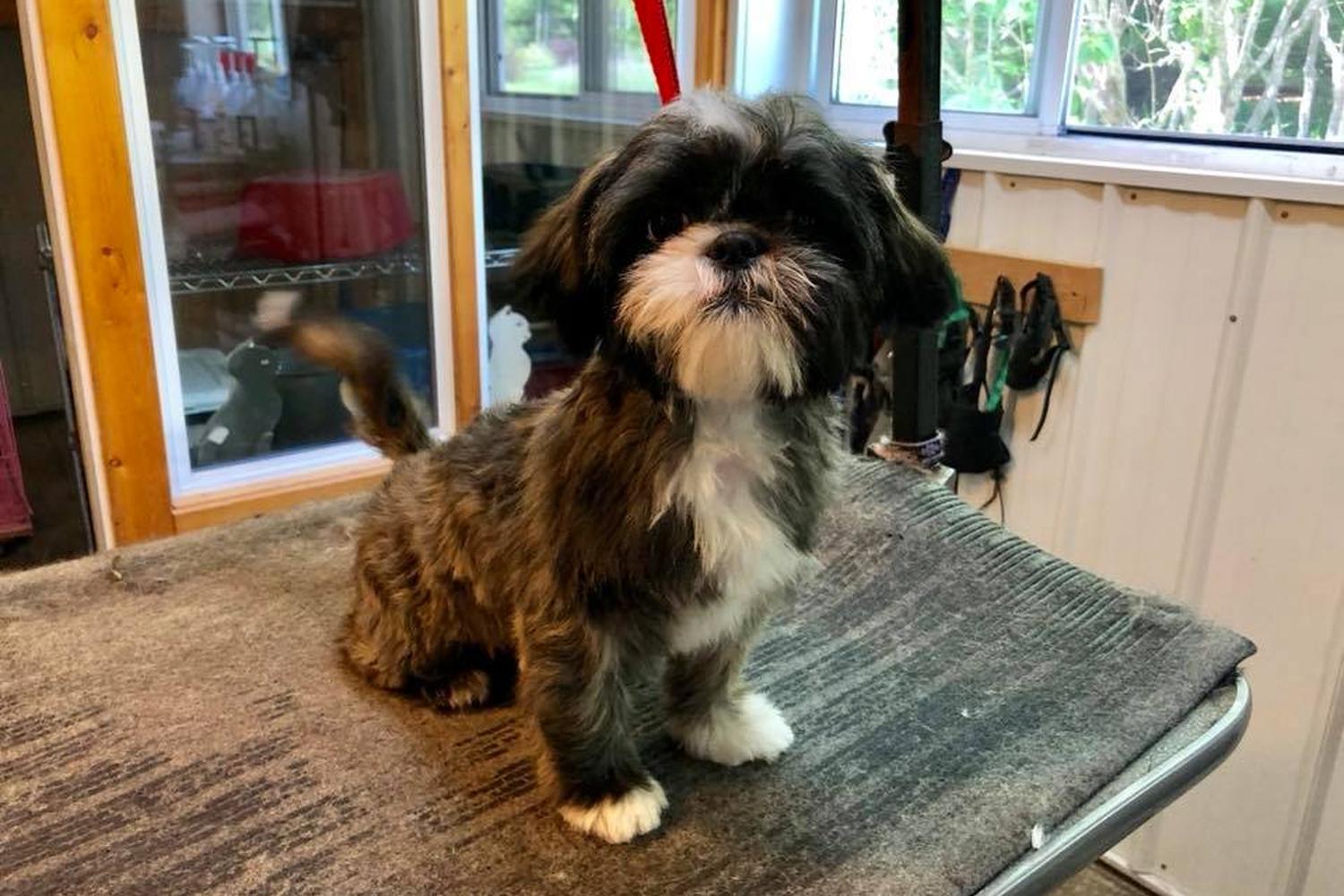 Appletree Kennels, LLC 2