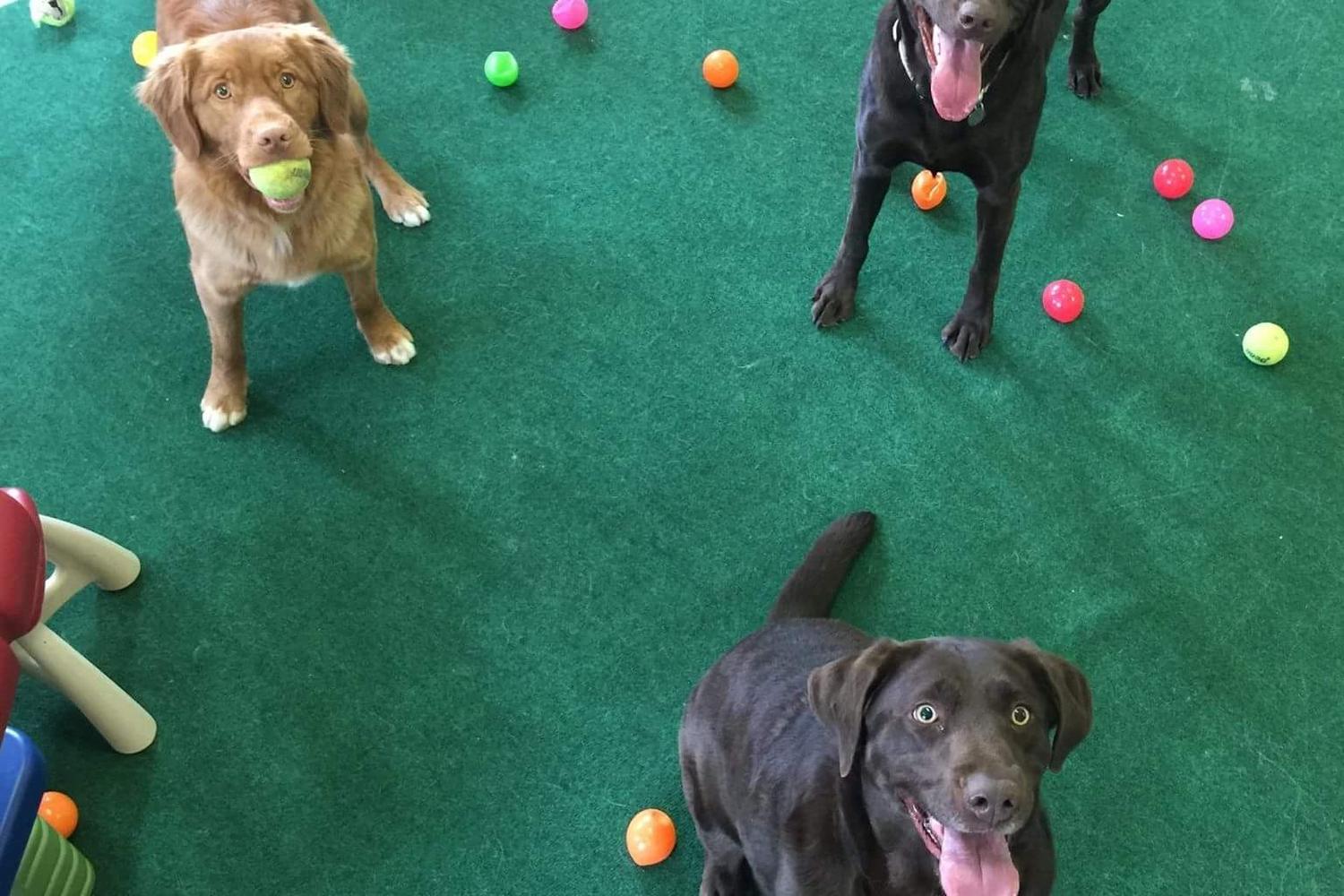 Appletree Kennels, LLC 3