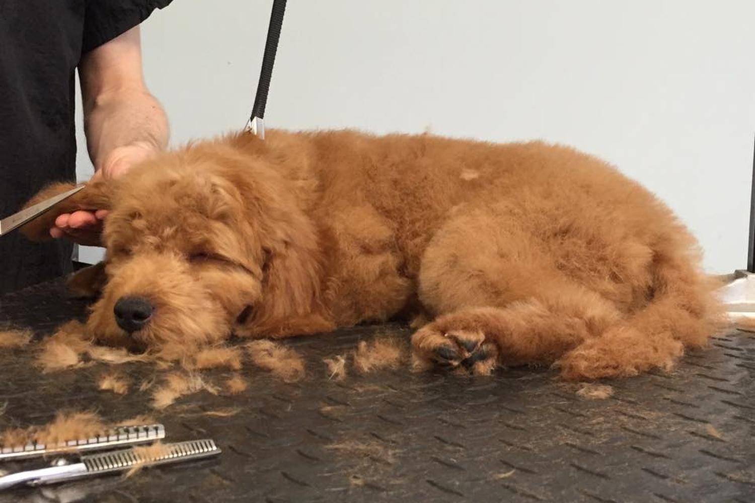 Little Ark Dog Grooming 1