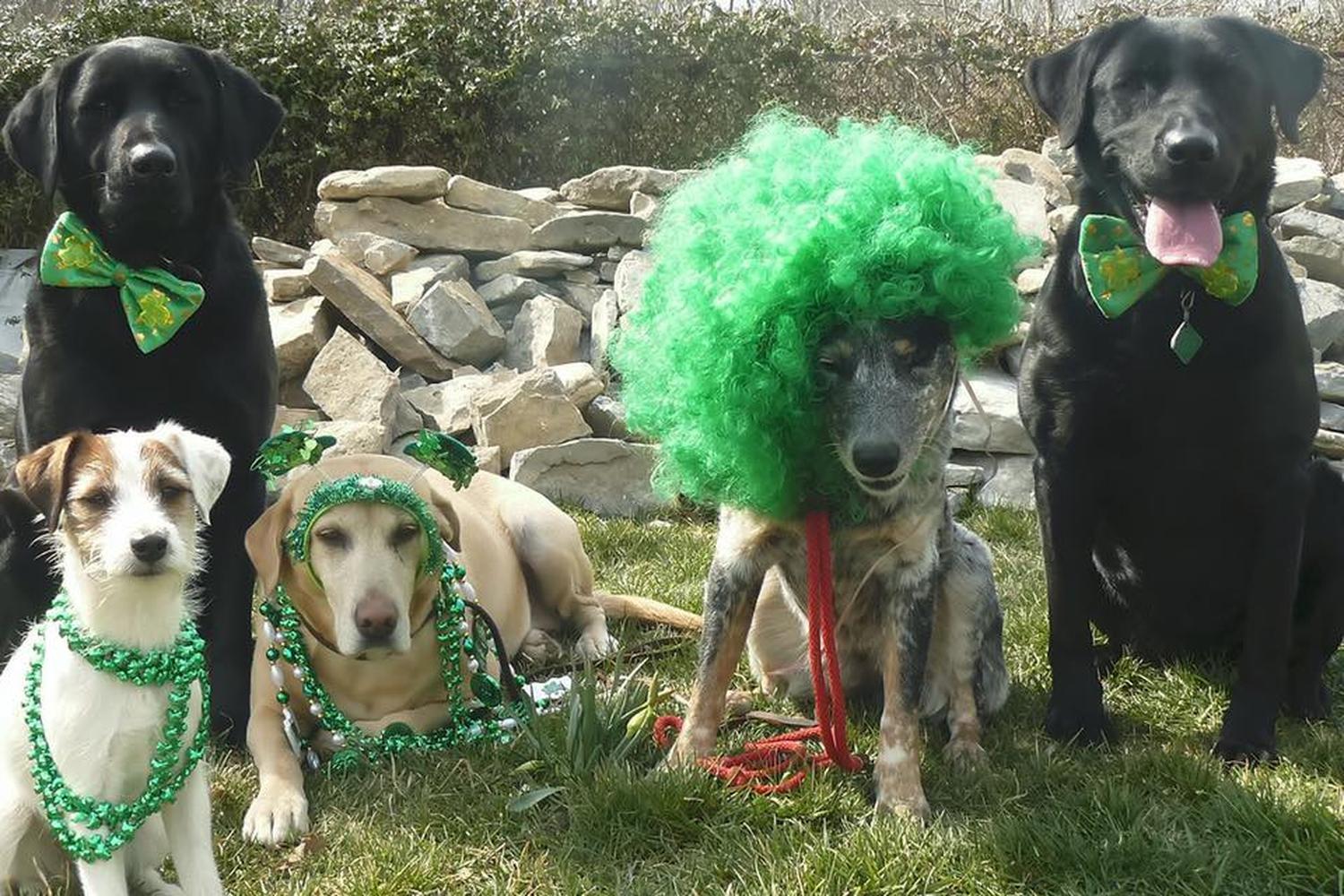 Little Ark Dog Grooming 2