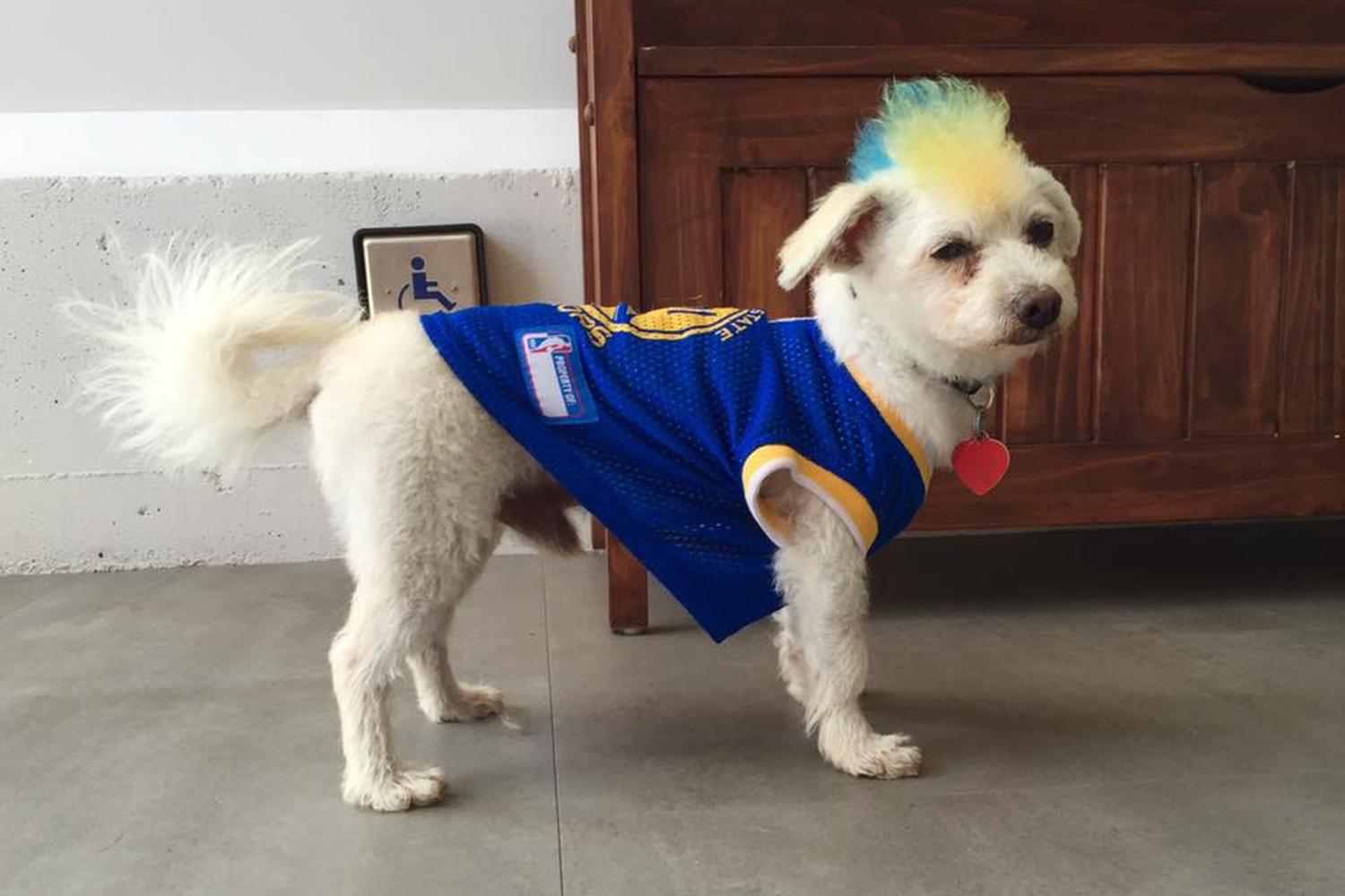 Little Ark Dog Grooming 0