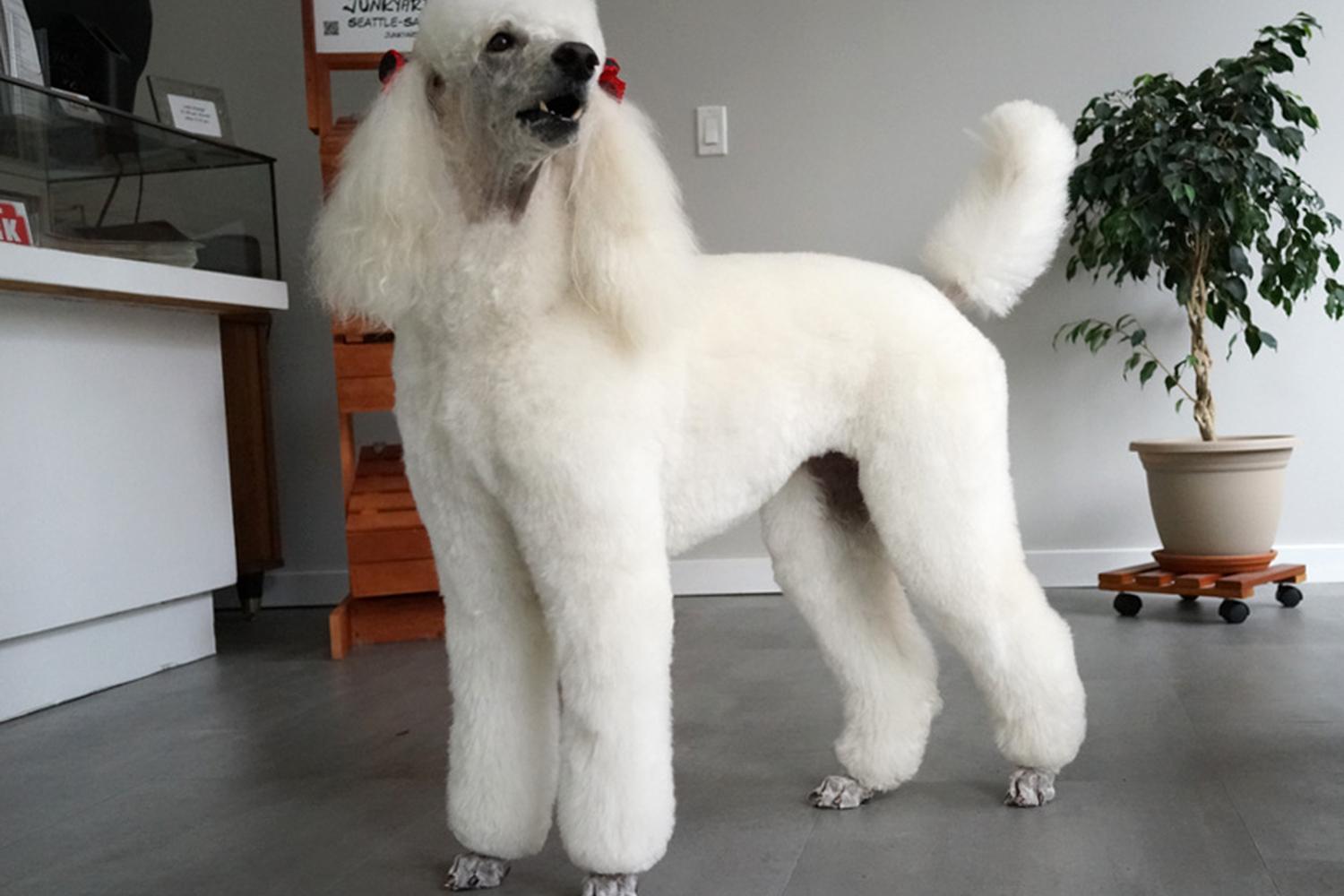 Little Ark Dog Grooming 5