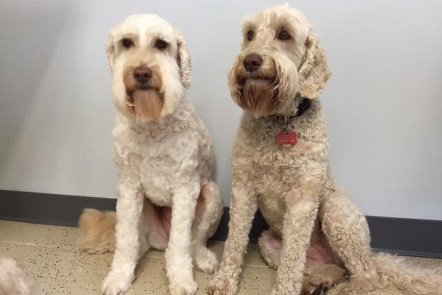 Little Ark Dog Grooming 3