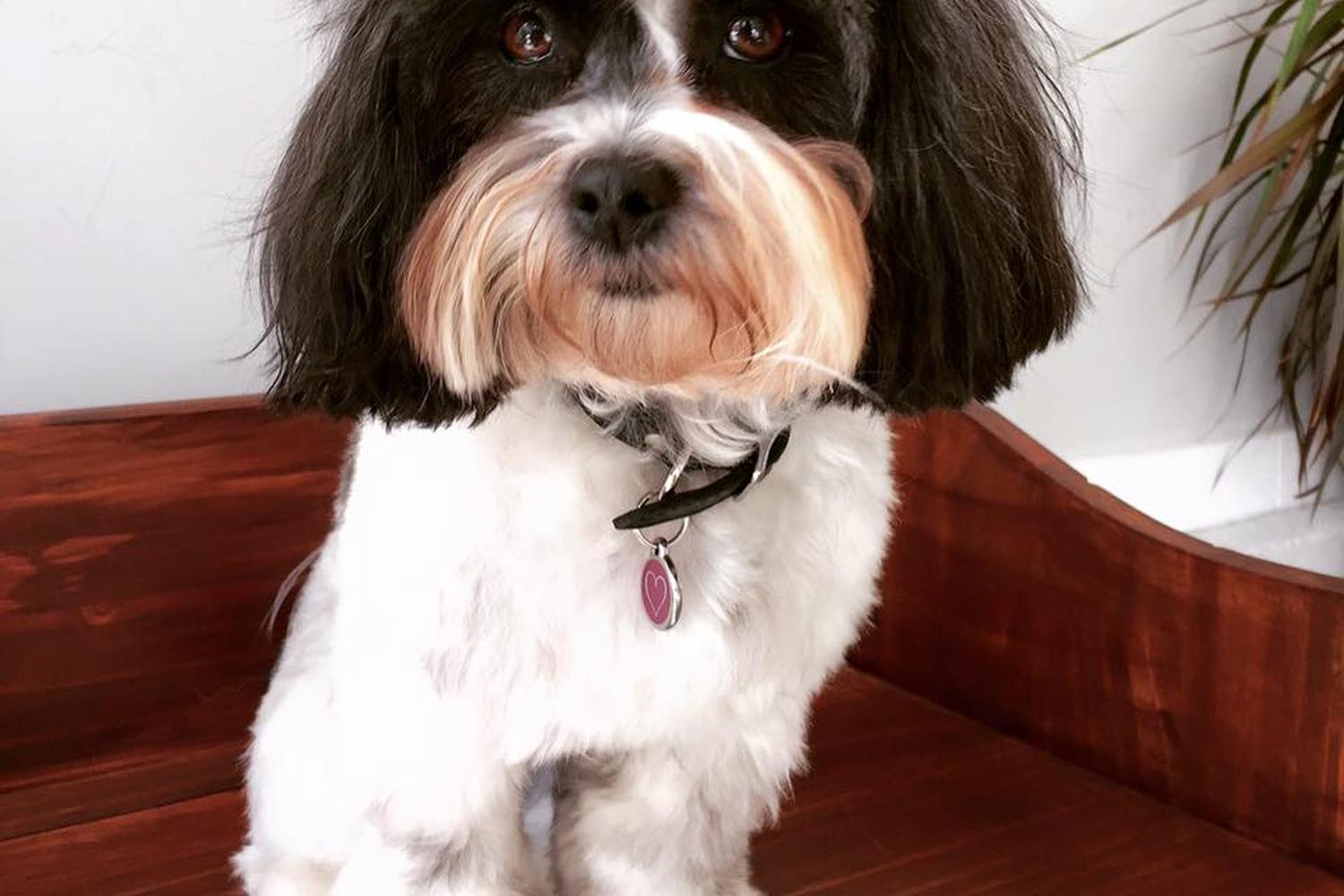 Little Ark Dog Grooming 4