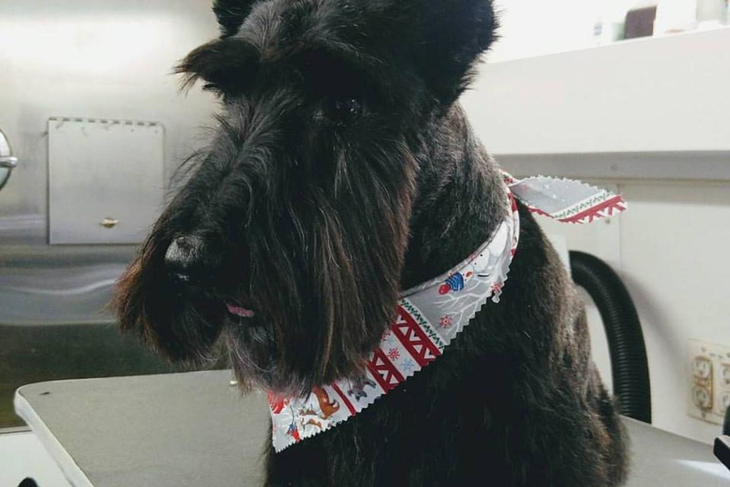 Dogma Mobile Grooming Spa 1