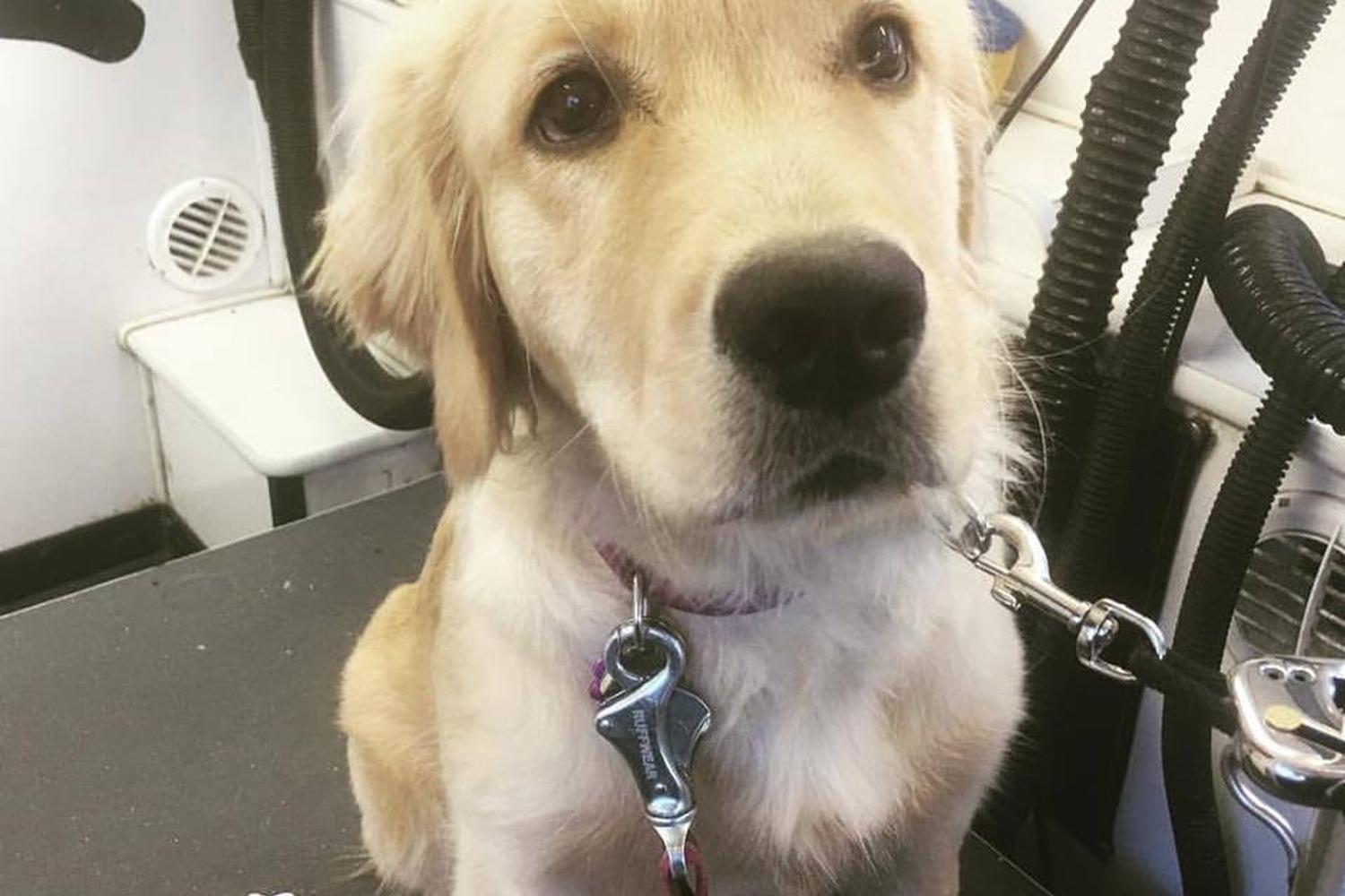 Dogma Mobile Grooming Spa 4