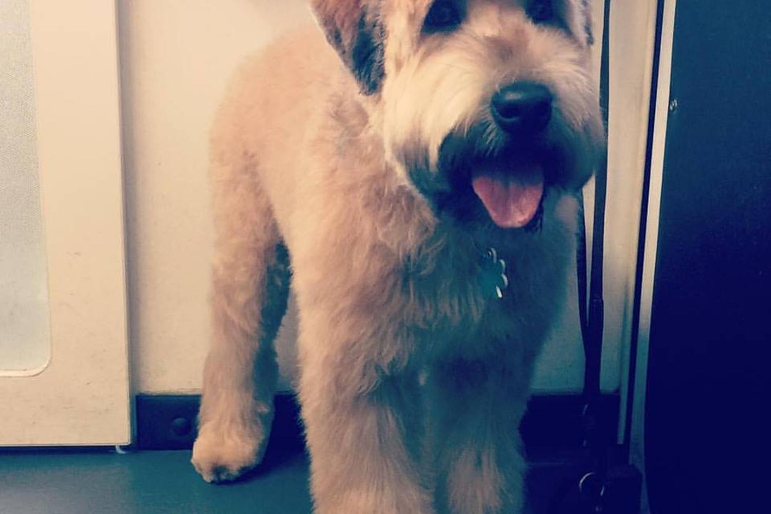 Dogma Mobile Grooming Spa 2