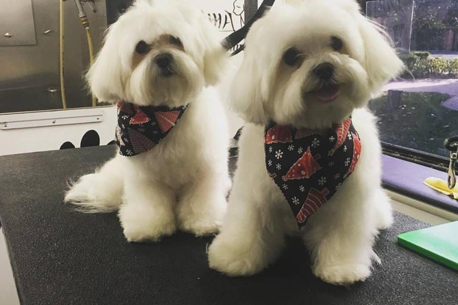 Dogma Mobile Grooming Spa 0