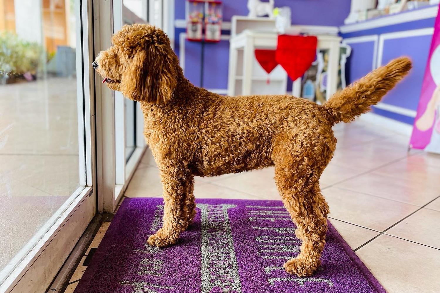The Purple Pooch Bakery Boutique Groomer 4